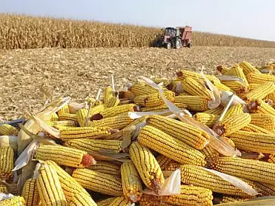 Produção da segunda safra de milho em MS apresenta queda de 12,28%, alcançando 8,7% de área colhida