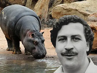 Colômbia decide sacrificar hipopótamos de Pablo Escobar