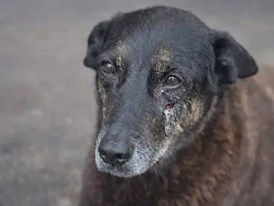 Investigação sobre morte de cão em SC envolve sobrinho do ex-tenista Guga