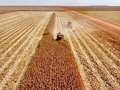 Agronegócio de MS supera tarifaço dos EUA e mantém crescimento
