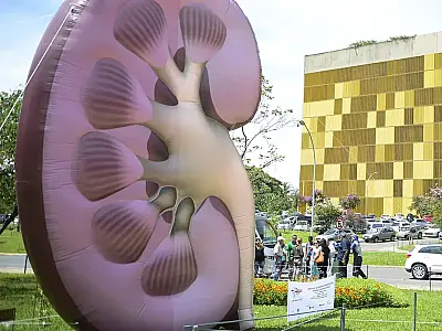 Doença renal avança de forma silenciosa e especialistas reforçam prevenção no Dia Mundial do Rim