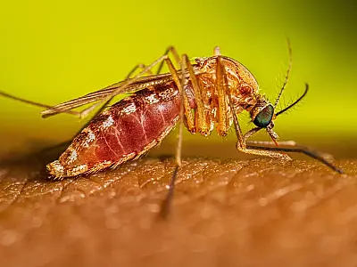 Brasil investiga primeiros óbitos por febre oropouche no mundo