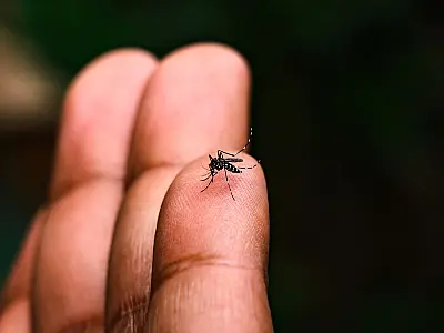 Brasil tem queda de 78% nos casos de dengue em relação a 2024, mas alerta continua