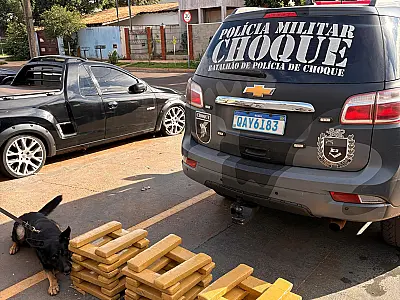Cão farejador encontra 46 kg de droga em transportadora de Campo Grande