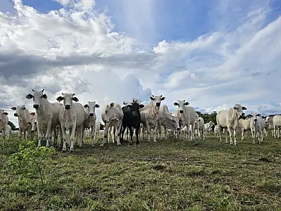 Recuperação de pastagens avança em MS com apoio de políticas públicas e novas tecnologias