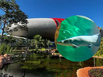 "Pirarucu Fujona" ganha novo lar no Bioparque Pantanal