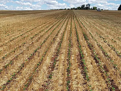 Prazo final para renegociação de dívidas de crédito rural encerra hoje