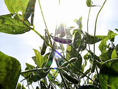 MS avança em monitoramento climático com nova rede de 70 estações meteorológicas