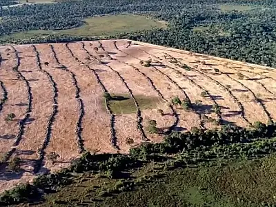 Preservação do Pantanal enfrenta entraves financeiros um ano após criação de fundo ambiental