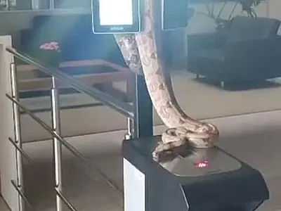 Jiboia chama atenção ao surgir em catraca de ponto do TCE no Parque dos Poderes