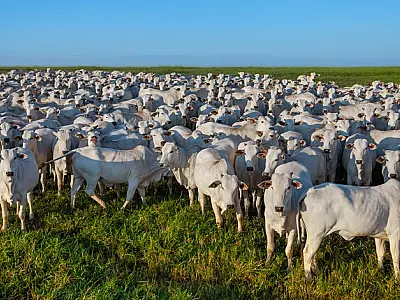 Minerva e Marfrig: os novos rumos do agro após negócio bilionário