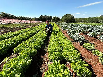 Esperança no solo urbano: Frente parlamentar quer regularizar hortas que alimentam Campo Grande