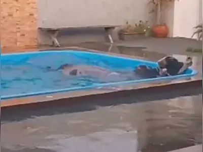 Boi cai em piscina e mobiliza moradores para resgate em Camapuã