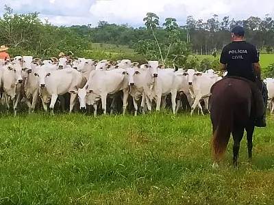 Operação policial recupera gado roubado na fronteira e prende suspeitos em Mato Grosso do Sul