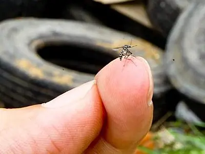Mato Grosso do Sul registra aumento de casos e óbitos por dengue