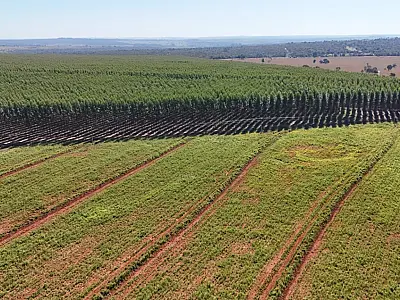Silvicultura dispara em Campo Grande e transforma a Capital em potência florestal