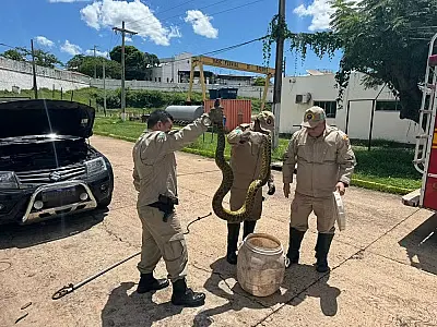 Sucuri de 3 metros é resgatada após ser encontrada no motor de carro