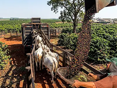 Aviões, café, carne e petróleo ficam fora de tarifa de 25% dos EUA sobre produtos brasileiros