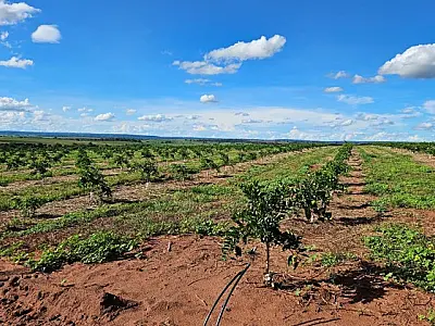 Cassilândia se consolida como novo polo da citricultura em MS com plantio de 3,2 mil hectares
