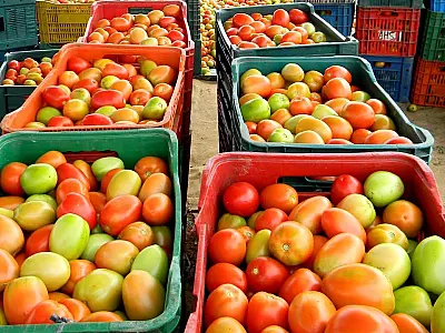 Couve e tomate registram queda de preço na Ceasa-MS, mas abobrinha encarece com o frio
