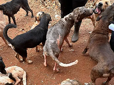 Responsáveis por ONG de proteção animal são presas por denúncias de maus-tratos e poluição ambiental