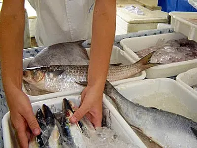 Semana do Pescado em MS: Produtos com até 45% de desconto para estimular o consumo