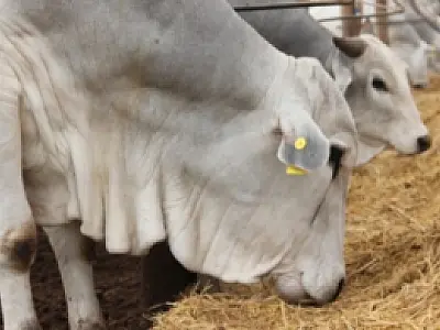 Arroba do boi atinge menor preço em fevereiro dos últimos quatro anos em Mato Grosso do Sul