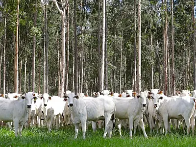 MS livre de aftosa: trânsito de bovinos agora está liberado para todo o Brasil