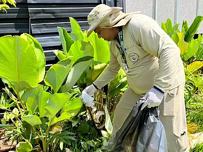 Estudo aponta relação entre Wolbachia e redução da dengue em Campo Grande