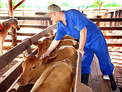 MS reforça a importância da vacinação contínua para bovinos apesar do status livre de febre aftosa