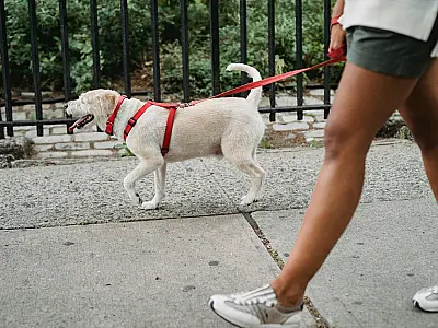 Cresce a população pet em Campo Grande: como ficam os passeios?