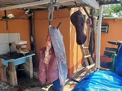 Operação conjunta desmantela rede de abate clandestino de carne em Corumbá