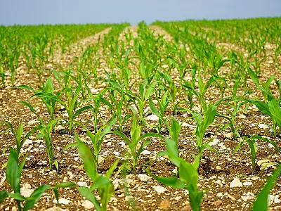 Em meio a desafios climáticos, plantio do milho safrinha em MS avança