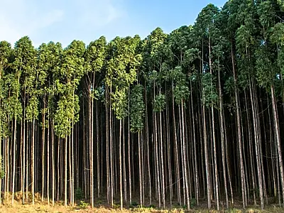 Investimentos maciços em papel e celulose impulsionam o crescimento de MS entre 2025 e 2033"