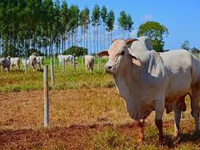Mato Grosso do Sul registra recorde no preço do boi gordo e ultrapassa média nacional
