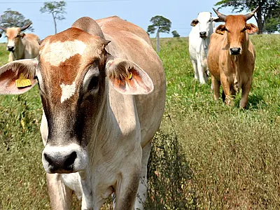 Pecuária brasileira cresce com responsabilidade ambiental e lidera exportações mundiais