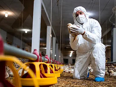 Nova suspeita de gripe Aviária em Mato Grosso do Sul é descartada pelo Ministério da Agricultura