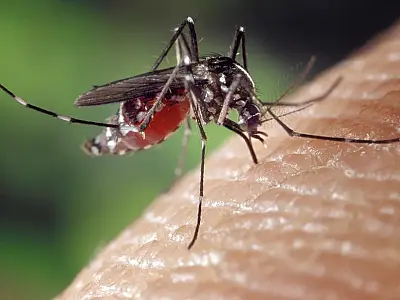 Retorno do sorotipo 3 da dengue gera alerta entre autoridades sanitárias no Brasil