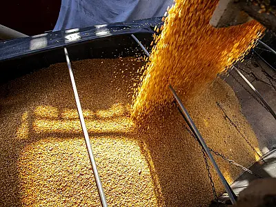 Exportações de milho brasileiro projetam queda de 11% em 2023/24