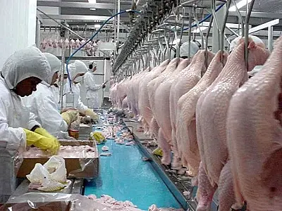Mato Grosso do Sul expande exportações de carne de frango para a Malásia