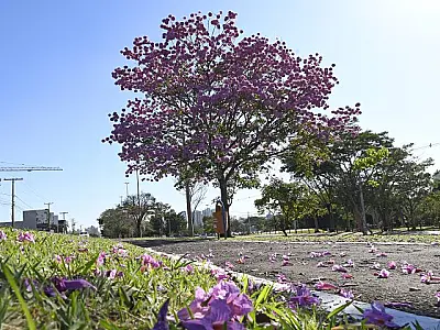 Previsão de calor intenso: Mato Grosso do Sul se prepara para semana de altas temperaturas
