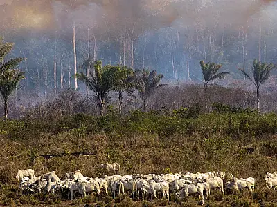 Seca e incêndios no Pantanal desafiam pecuária em Mato Grosso do Sul
