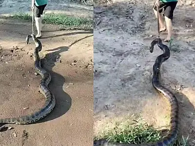 Homem é multado em R$ 2,5 mil por maus-tratos a sucuri em propriedade rural de Naviraí, MS