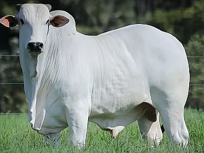 UE impõe restrições à carne bovina brasileira e mercado reage com queda no preço do boi gordo