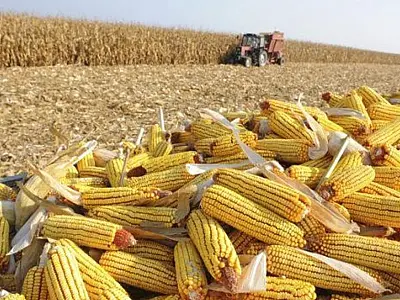 Queda acentuada nos preços do milho desafia produtores em Mato Grosso do Sul