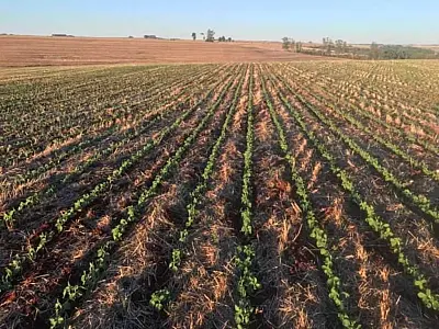 Produtores de soja em Mato Grosso do Sul têm até 31 de janeiro para cadastro obrigatório
