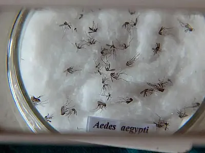 Alerta epidemiológico: aumento de chuvas eleva casos de dengue em Mato Grosso do Sul