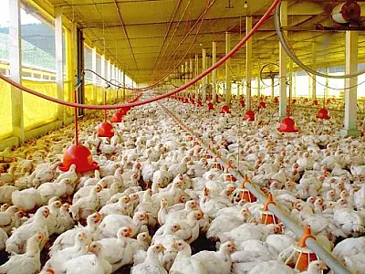Frango Vida: avicultura sul-mato-grossense recebe injeção de R$ 35 milhões