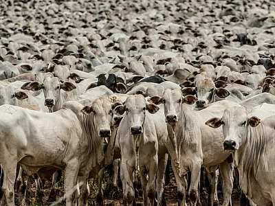 Incerteza sobre tarifas nos EUA derruba preço da arroba do boi em MS