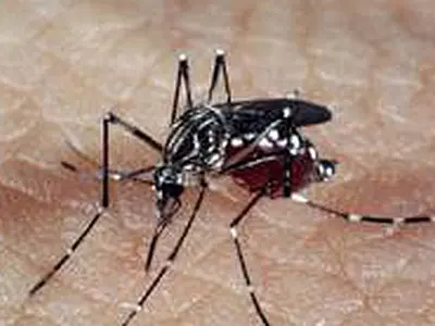 Casos de dengue e chikungunya aumentam, e Ministério da Saúde aponta nova epidemia